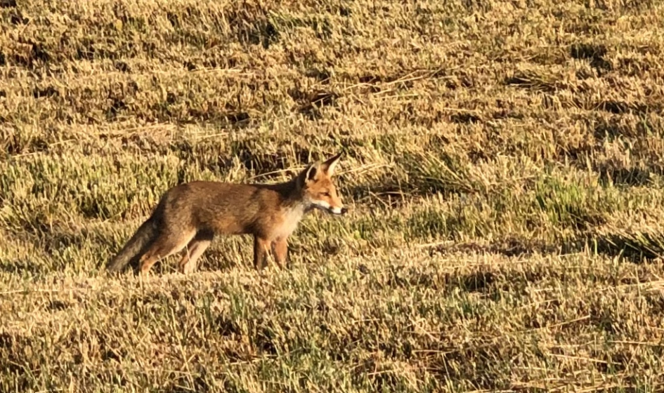 Vos - Zoogdieren - Vos