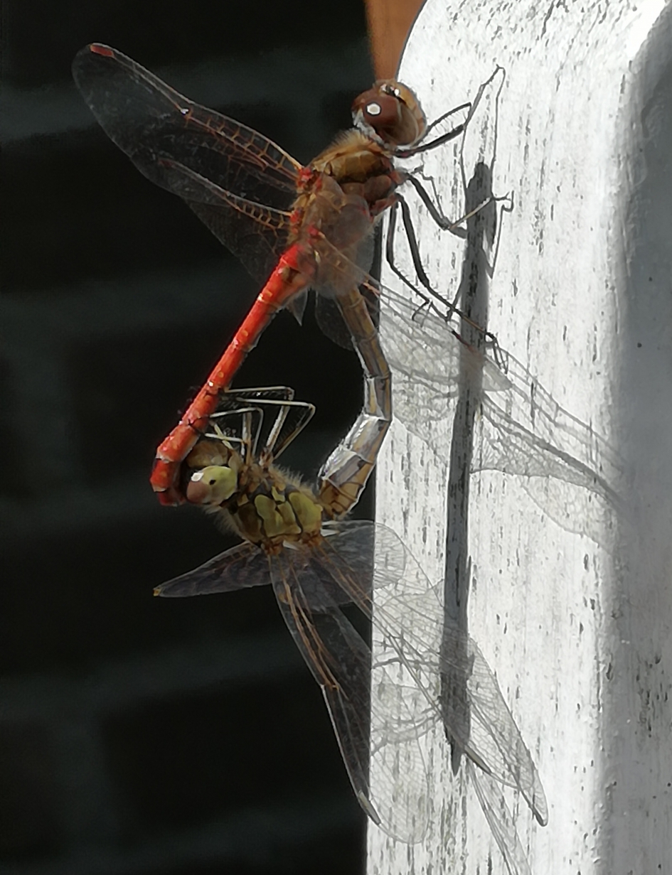 Voyeurisme...? - Geleedpotigen - Libelle