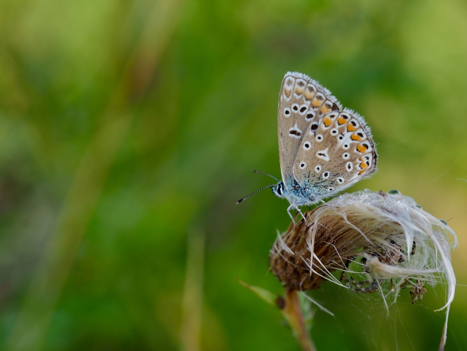 Vroeg in de ochtend - Geleedpotigen - Icarusblauwtje, vrouwtje