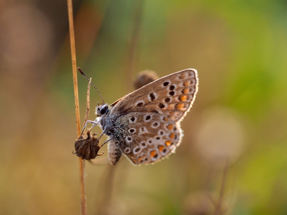 Vroeg in het gras - Geleedpotigen - Bruin blauwtje