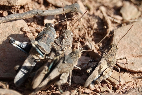 Vrouwtje Blauwvleugel belaagd door drie mannetjes