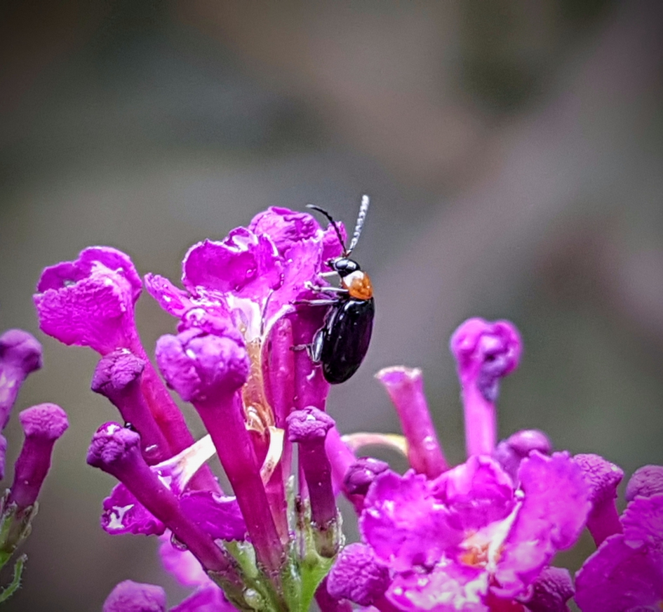 Vurig - Geleedpotigen - Vuurkever