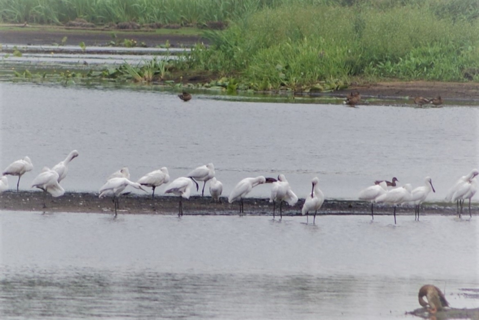 Wadlopers in de kop van Overijssel+ Lepelaars. - Vogels - lepelaars