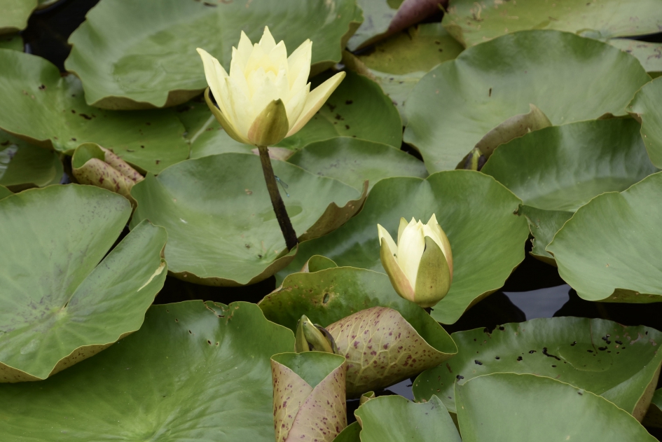 Waterlelies - Planten - 