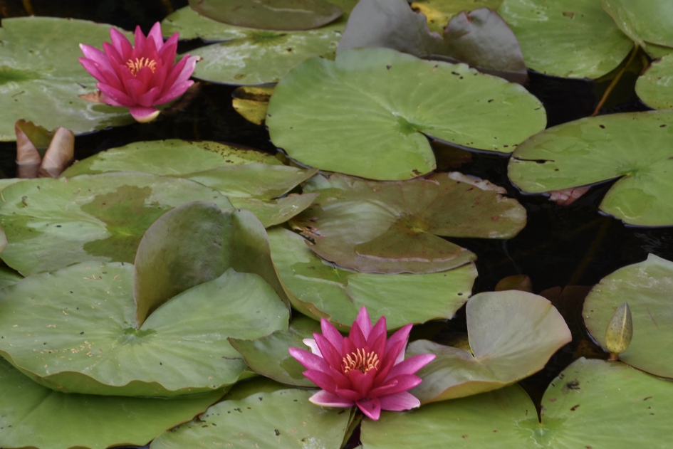 Waterlelies - Planten - 