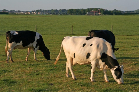 Weilanden langs de Wijkersloot