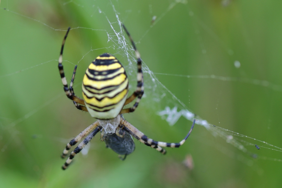 wespenspin met prooi - Geleedpotigen - wespenspin