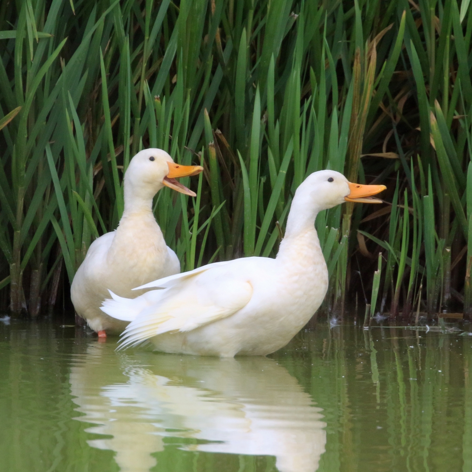 Wij doen onze naam eer aan - Vogels - 