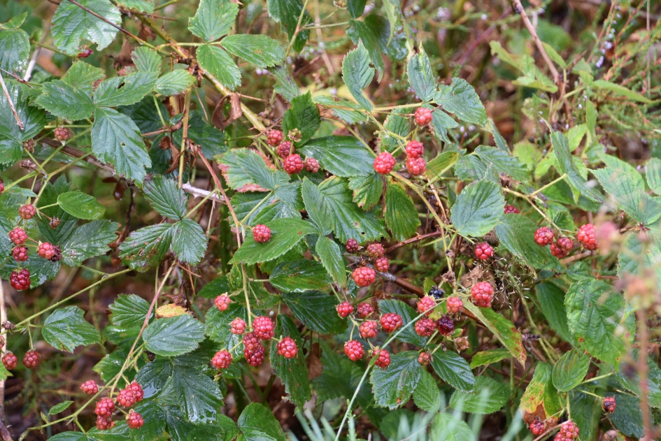 Wilde bramen - Planten - 