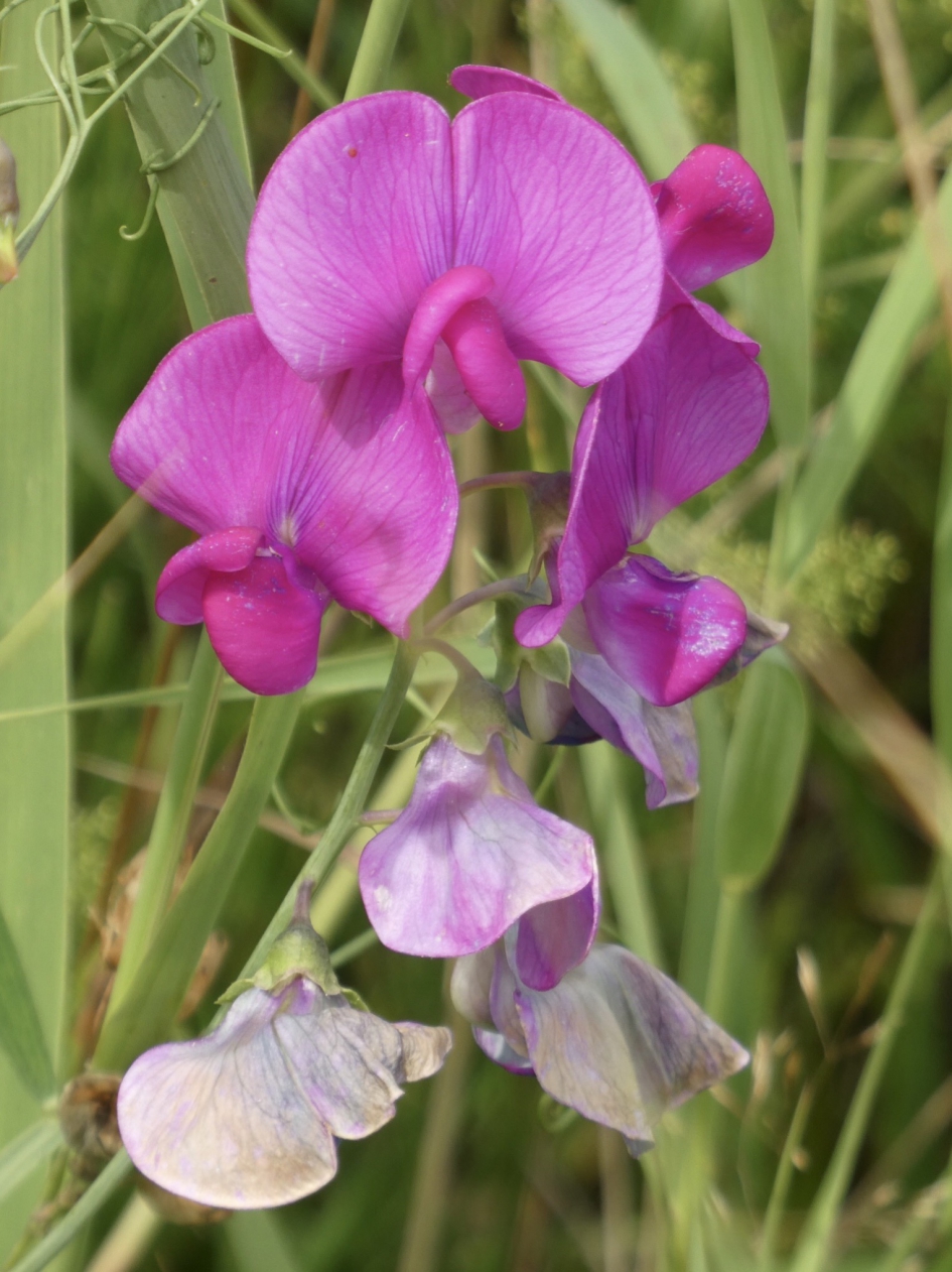 Wilde latharys - Planten - 