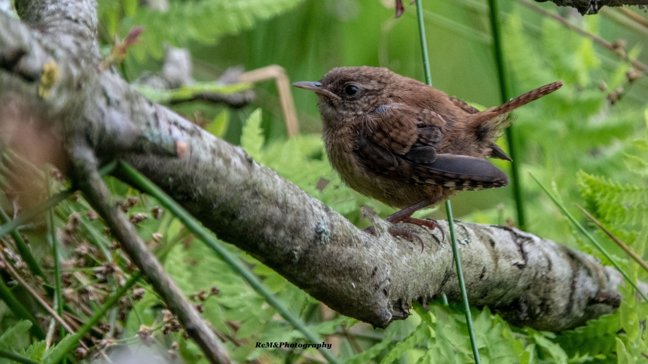Winterkoninkje. - Vogels - Winterkoninkje.