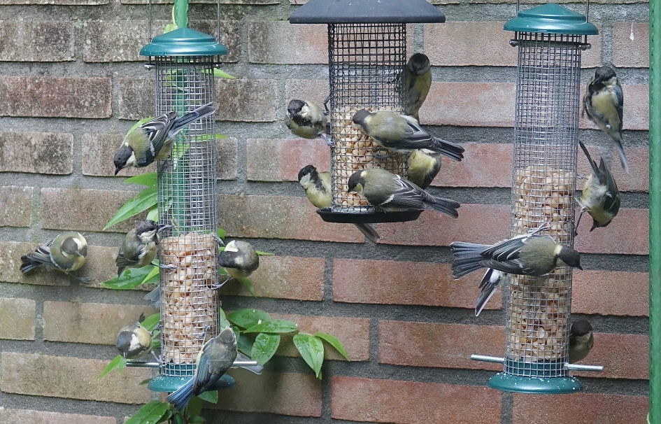 Wintertafereel - Vogels - Koolmees