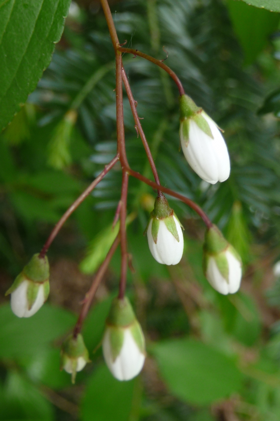 Jasmijn knoppen - Planten - 