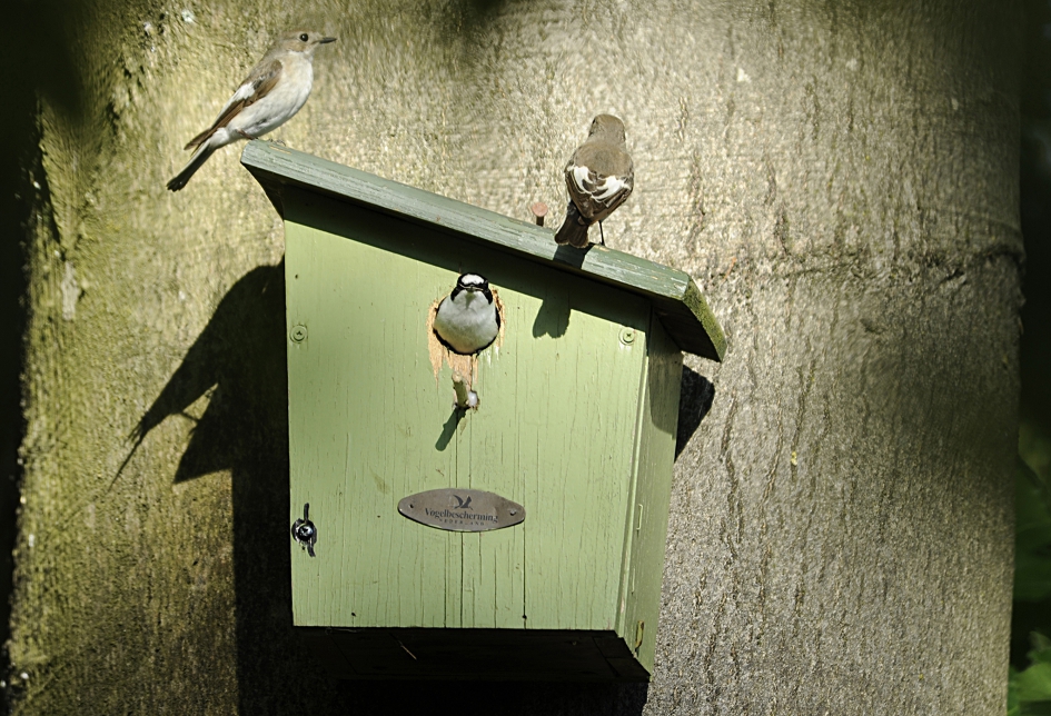 Withalsvliegenvanger - Vogels - Withalsvliegenvanger
