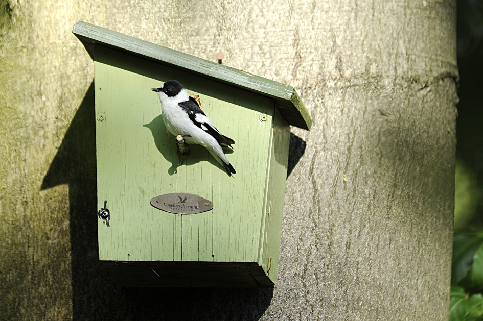 withalsvliegenvanger - Vogels - Withalsvliegenvanger