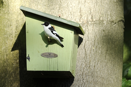 withalsvliegenvanger