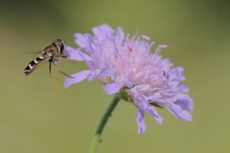 witte halvemaanzweefvlieg