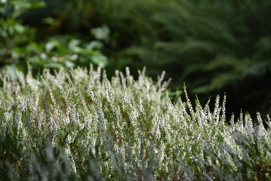 Witte heide - Planten - 