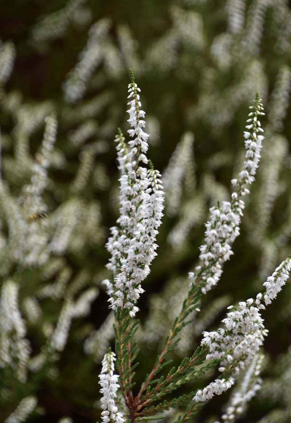 Witte heide - Planten - 