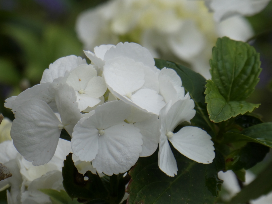 Witte hortensia - Planten - 