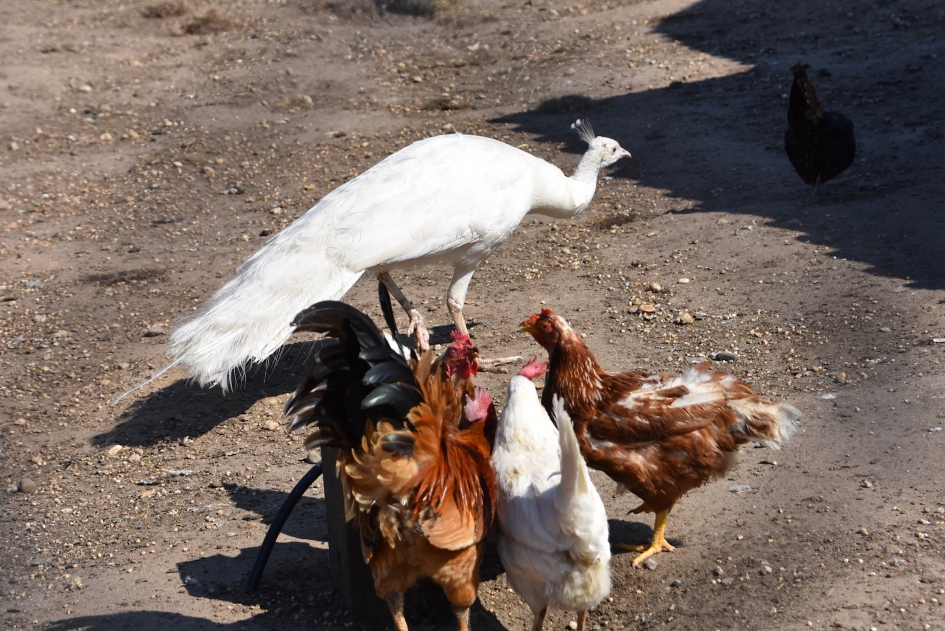 Witte pauw.. - Vogels - 