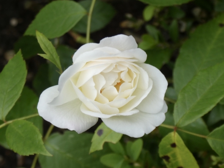 Witte roos