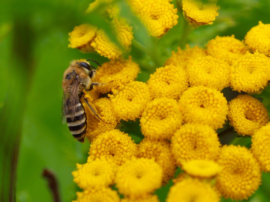Wormkruidbij - Geleedpotigen - Wormkruidbij