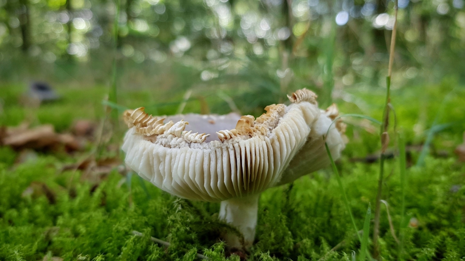 Ze zijn er weer - Schimmels - Paddenstoel