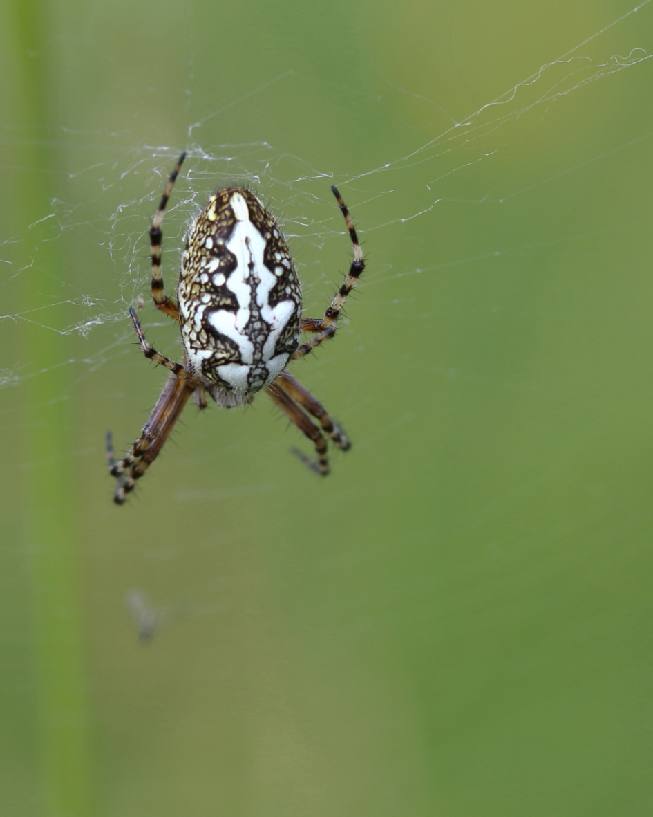 Zeer zeldzame eikenbladspin - Geleedpotigen - eikenbladspin