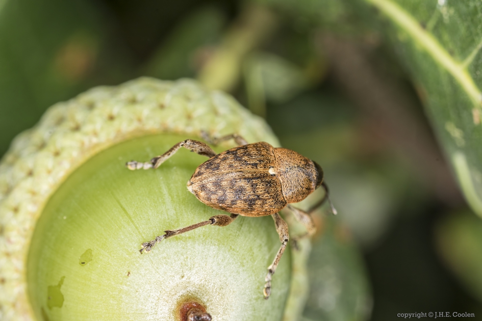 Zoekend... - Geleedpotigen - Kleine eikelboorsnuitkever