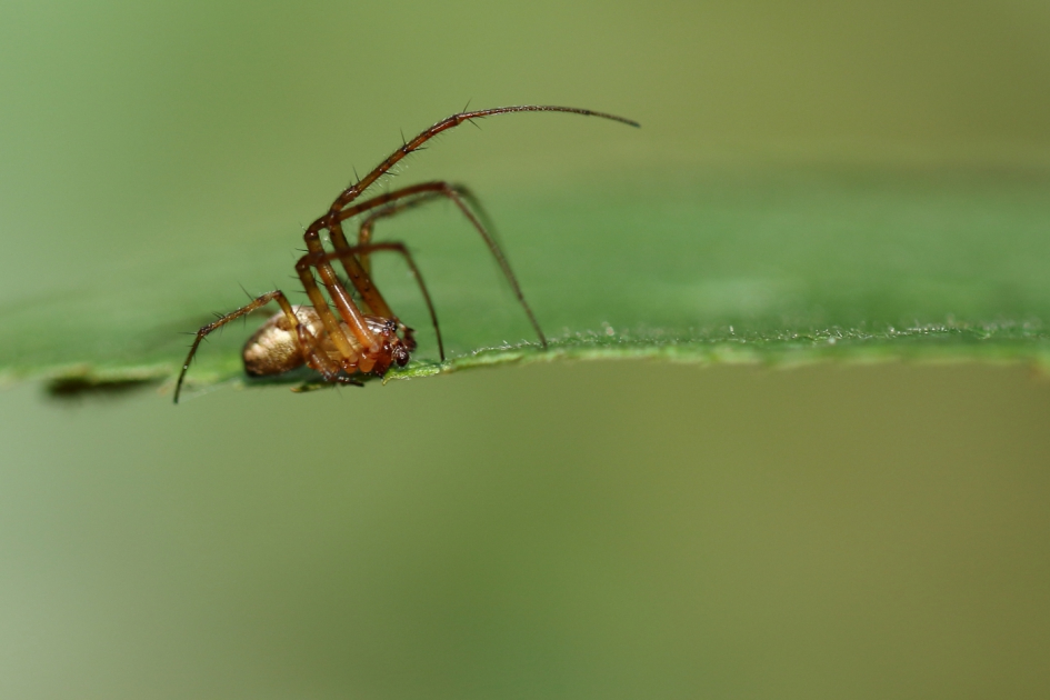 zomerwielwebspin - Geleedpotigen - zomerwielwebspin