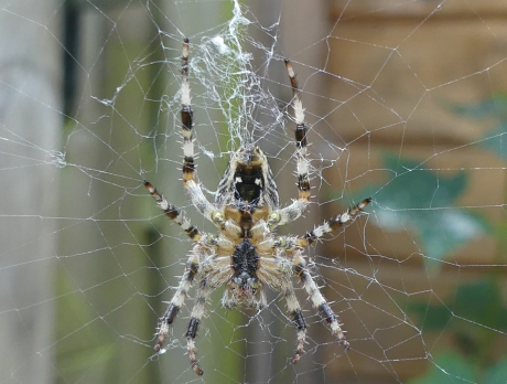 Zonnebadende Kruisspin
