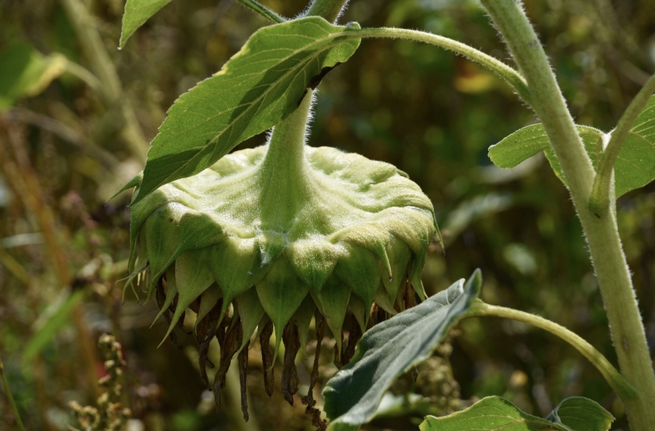 Zonnebloem - Planten - 