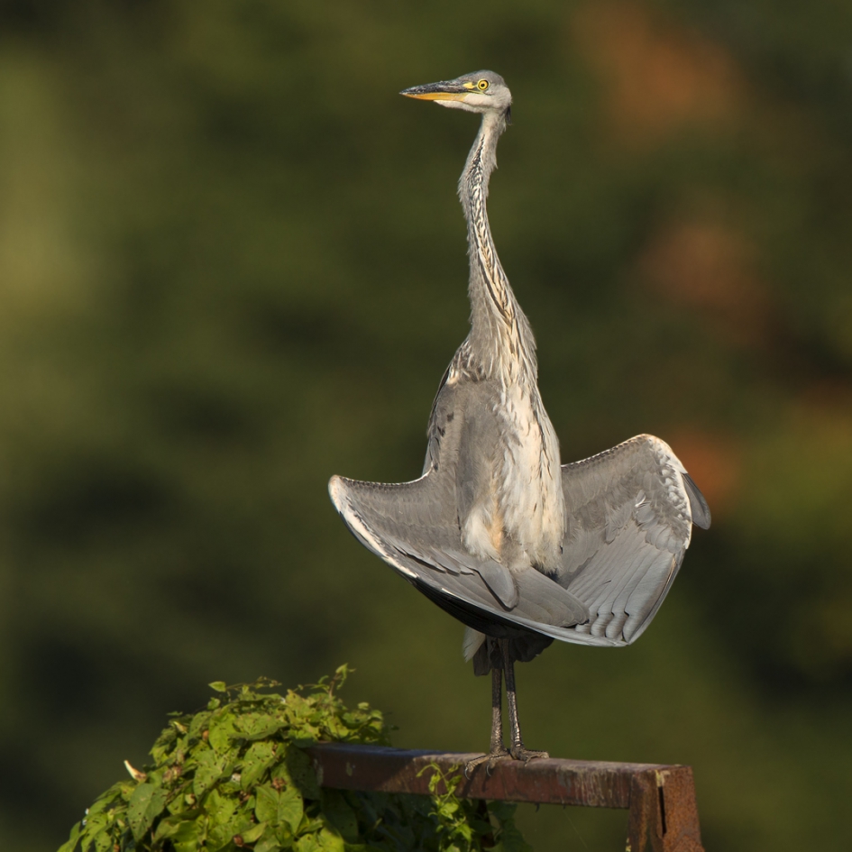 Zonnecollector ... - Vogels - Blauwe reiger