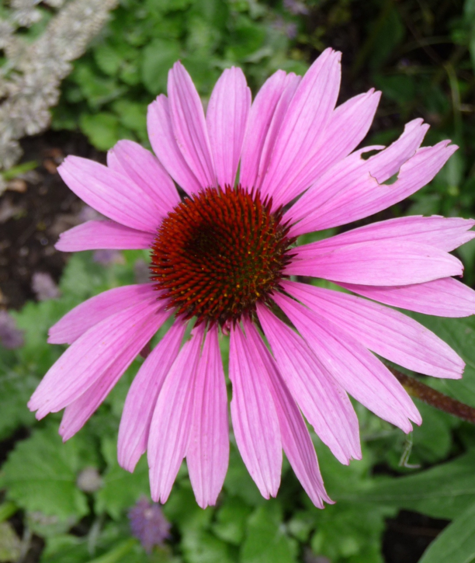 Zonnehoed - Planten - 