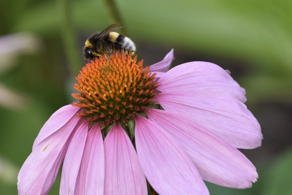 Zonnehoed - Planten - 