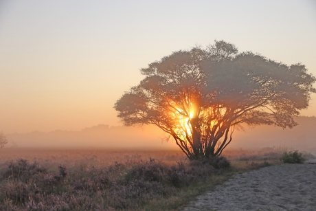 Zonsopkomst op de heide