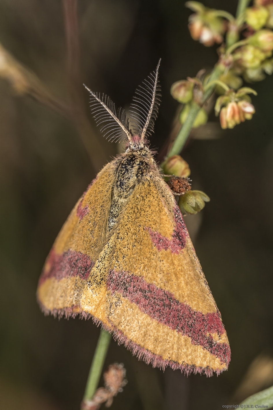 Zuringspanner (Lythria cruentaria) - Geleedpotigen - Zuringspanner