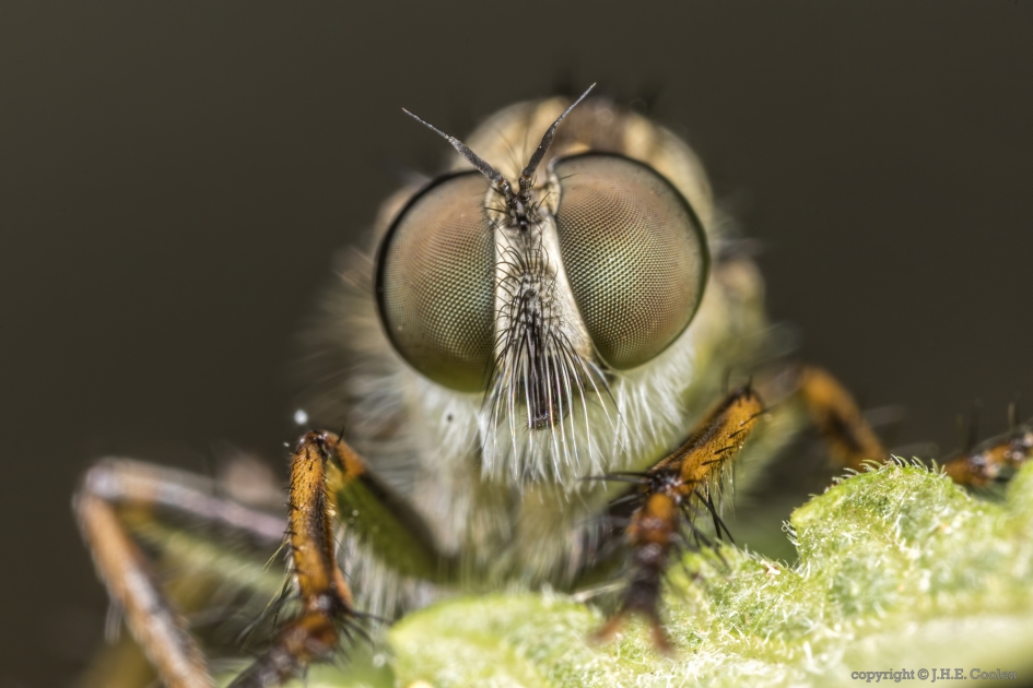 Zwartdijroofvlieg (Paritamus geniculatus) - Geleedpotigen - Zwartdijroofvlieg