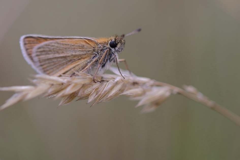zwartspriet dikkopje - Geleedpotigen - zwartspriet dikkopje