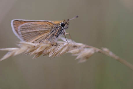 zwartspriet dikkopje
