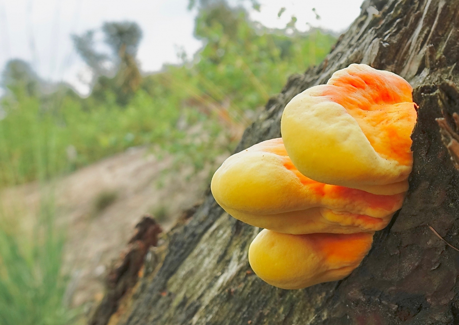 Zwavelzwam - Schimmels - Zwavelzwam