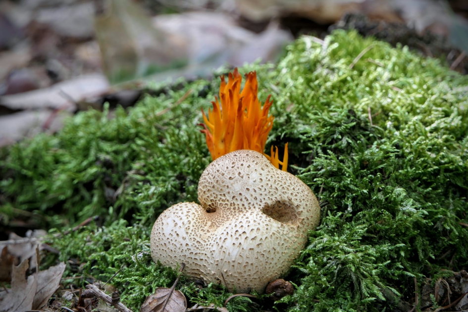 Aardappeltje op het kaboutervuur - Schimmels - Aardappelbovist
