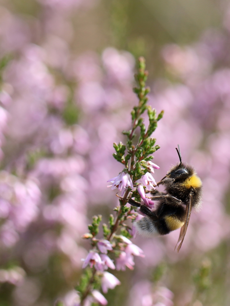 aardhommel - Geleedpotigen - aardhommel