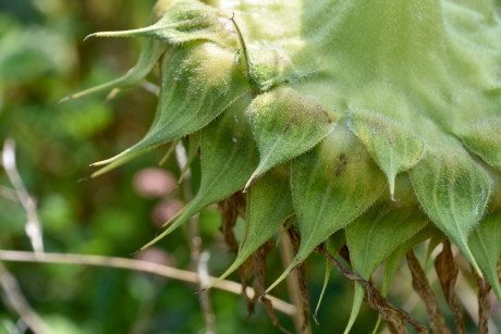 Achterkant van de zonnebloem