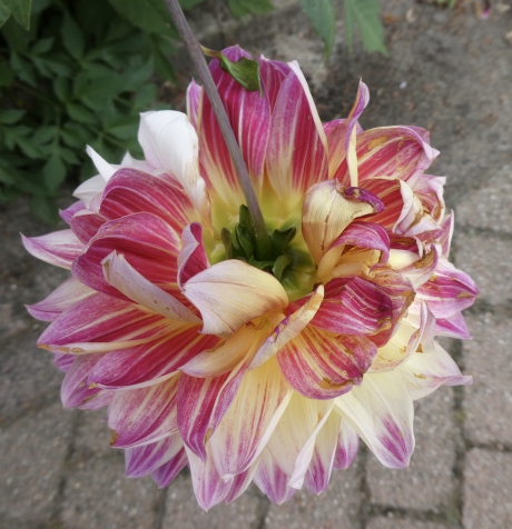 Achterkant van tweekleurige dahlia