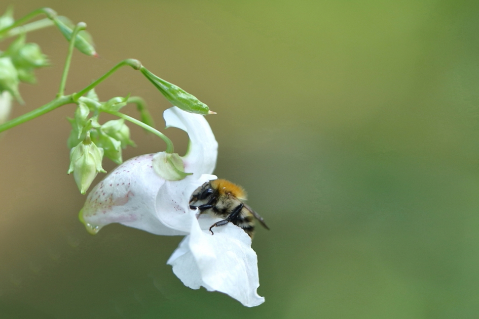 akkerhommel bezoekt reuzenbalsemien - Geleedpotigen - akkerhommel
