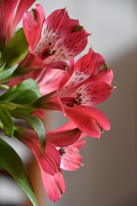 Alstrumeria