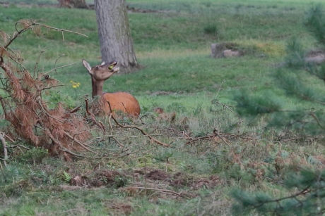 appeltje voor de dorst