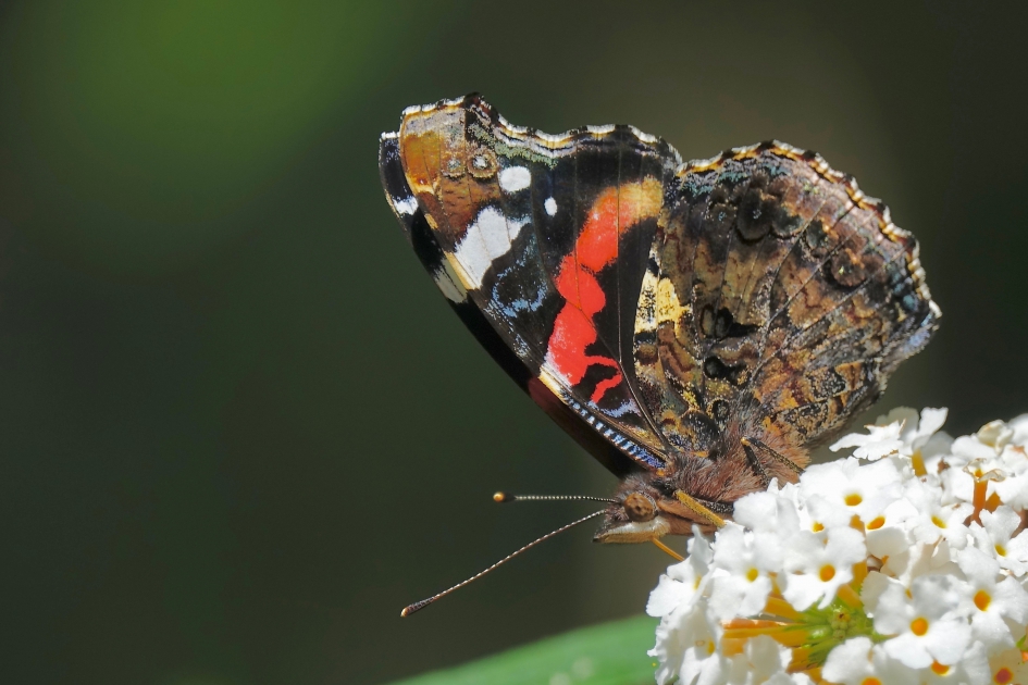 Atalanta - Geleedpotigen - Atalanta